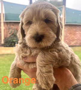 Labradoodle – Noranda