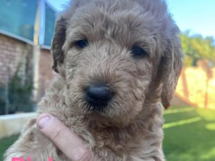 Labradoodle – Noranda