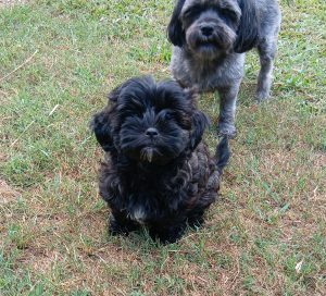 Shmoodle – Eden Creek