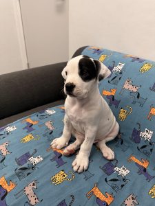 American Bulldog – Halls Head
