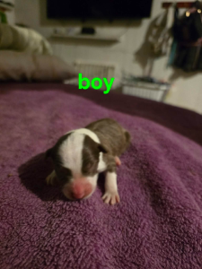 Border Collie – Broken Hill