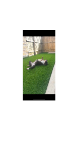 American Staffordshire Bull Terrier – Mernda