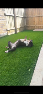 American Staffordshire Bull Terrier – Mernda