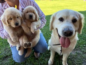 Golden Retriever – Bonnells Bay