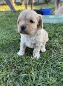 Toy Cavoodle – Bulahdelah