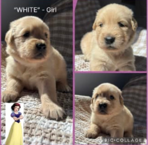 Golden Retriever – Bradbury