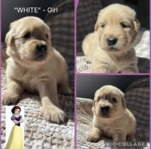 Golden Retriever – Bradbury