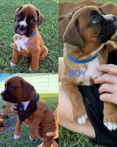 Boxer – Mount Louisa