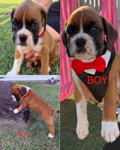 Boxer – Townsville City