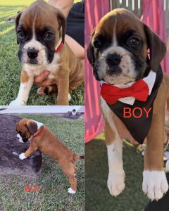 Boxer – Townsville City