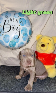 Neapolitan Mastiff – Depot Hill