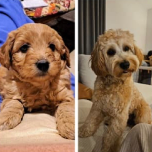 Groodle – Whittlesea