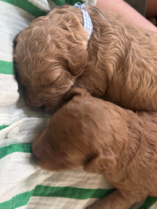 Spoodle – Tahlia Massey