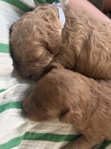 Spoodle – Tahlia Massey