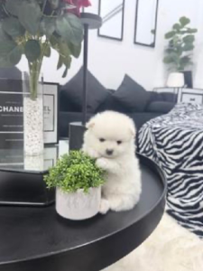 Pomeranian – Mernda