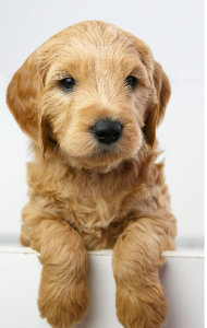 Dogs – Killarney Vale