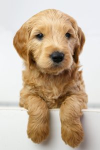 Dogs – Killarney Vale