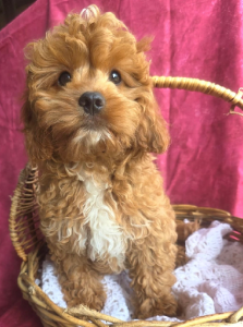 Cavoodle – Wanneroo