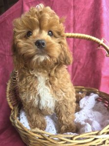 Cavoodle – Wanneroo