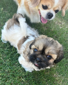 Toy Poodle – Highfields