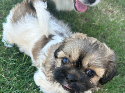 Toy Poodle – Highfields