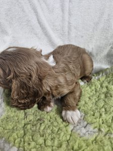 Cavalier King Charles Spaniel – Grattai