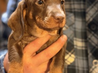 Miniature Dachshund – Merredin