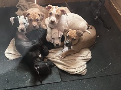 American Staffordshire Bull Terrier – Broadford