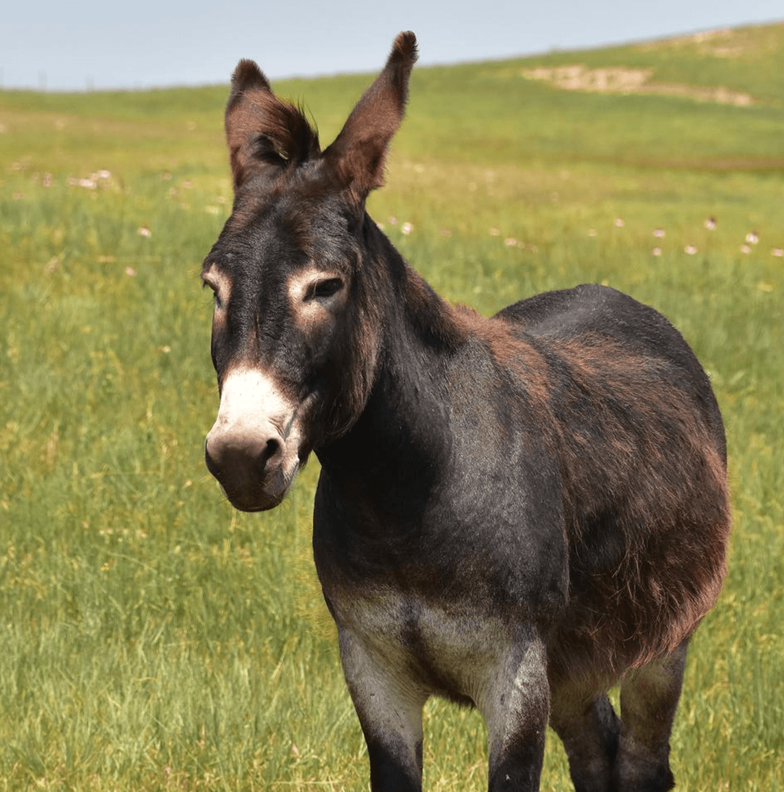 Donkey