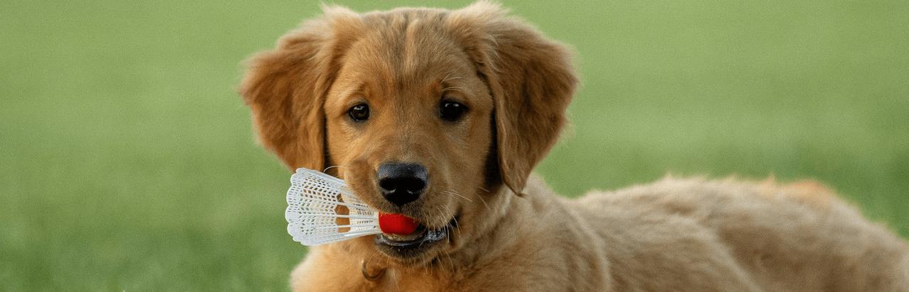 Puppies & Dogs For Sale