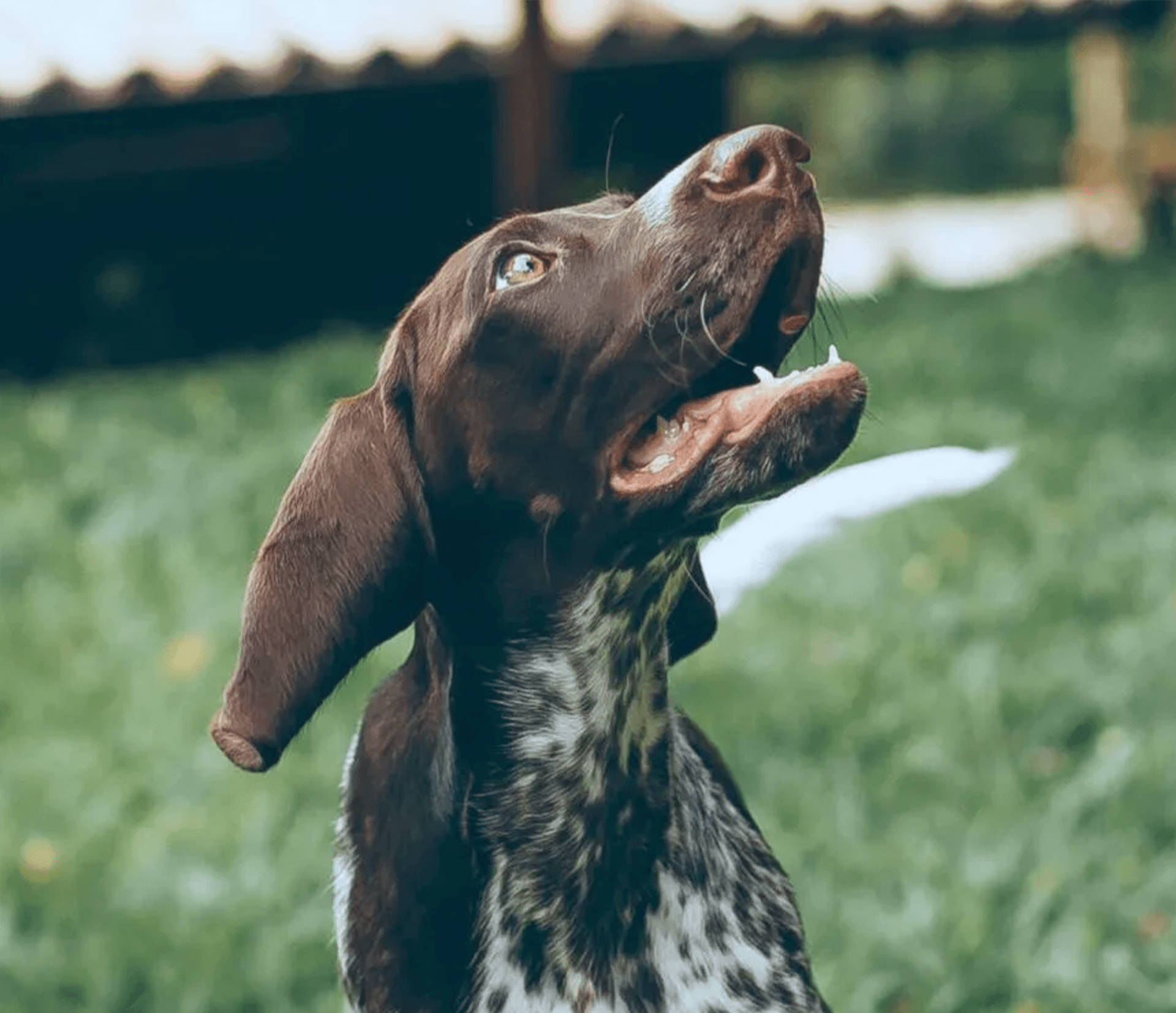 PetsForHomes puppies and dogs for sale