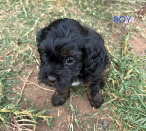 Cavoodle – Dubbo