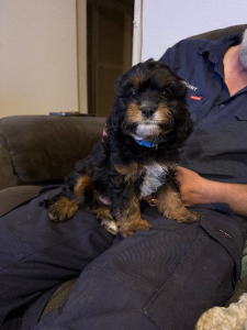 Cavoodle – Dubbo