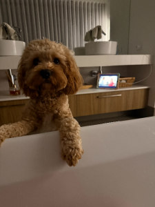 Cavoodle – Eglinton