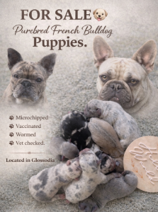 French Bulldog – Glossodia