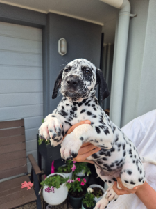 Dalmatian – Roma