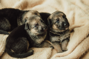 German Shepherd – Park Ridge