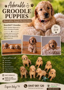 Goldendoodle – Redcliffe