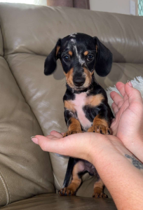 Dachshund – Bundaberg Central