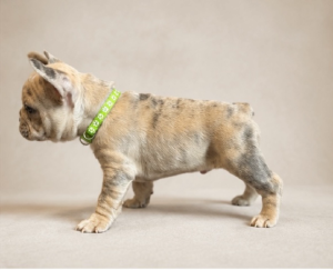 French Bulldog – Pakenham