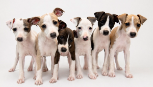 Italian Greyhound – Macksville