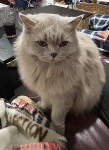 British Shorthair – Harkness