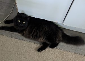 Domestic Long Hair (DLH) – Bundaberg Central