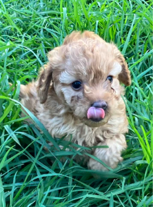 Cavoodle – Encounter Bay
