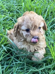 Cavoodle – Encounter Bay