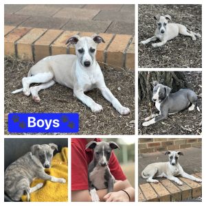 Whippet – Greta