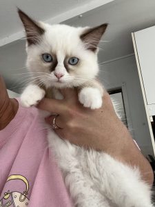 Ragdoll – Banksia Beach