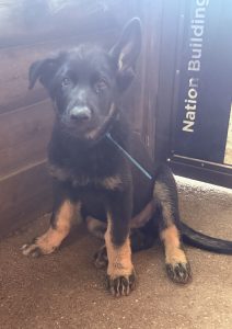 German Shepherd – Maison Dieu
