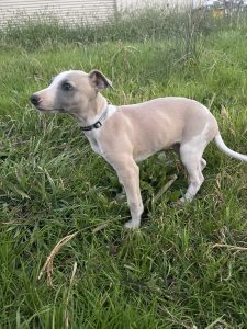 Whippet – Lancaster
