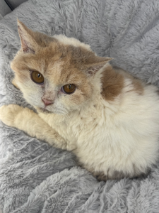 Selkirk Rex – St Ives